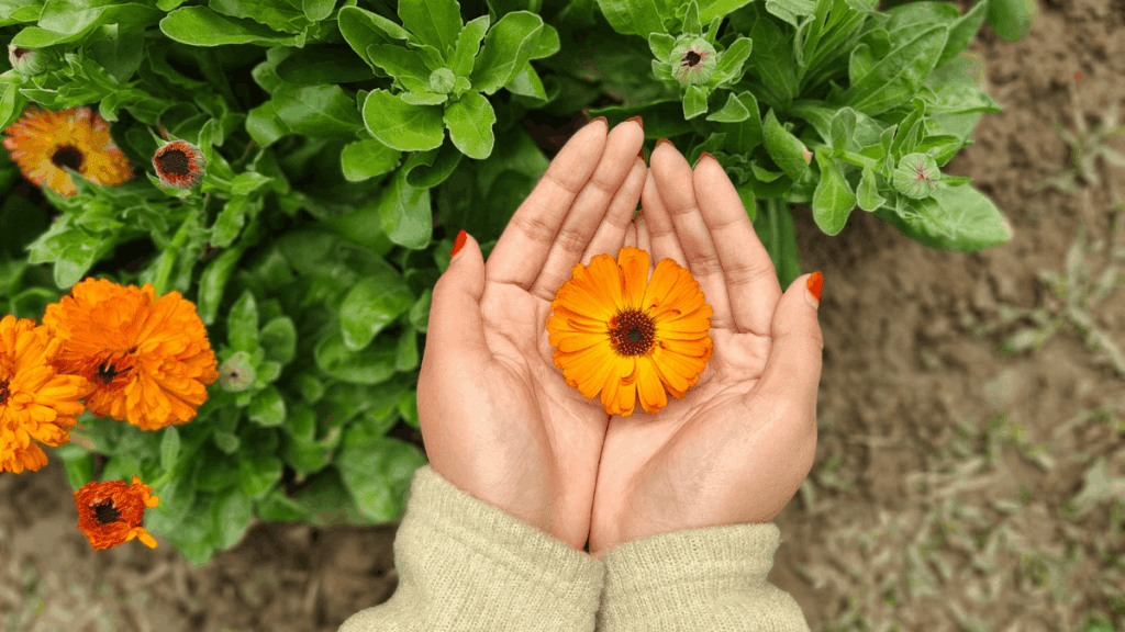 Melhores Ceras para Depilacao Depil Bella Roll-On Camomila e Calendula